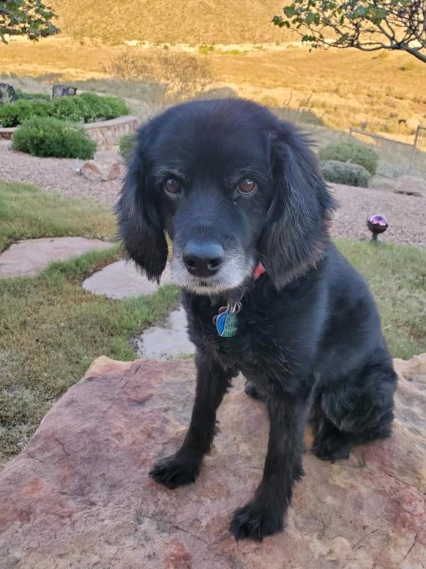 /Images/uploads/Albuquerque Publishing Company/abqjournalpetcontest_finalround2023/entries/25606thumb.jpg